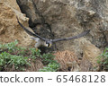Peregrine Falcon 2 65468128