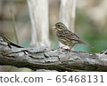 bird  65468131