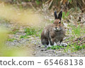 Ezo snow rabbit 2 65468138