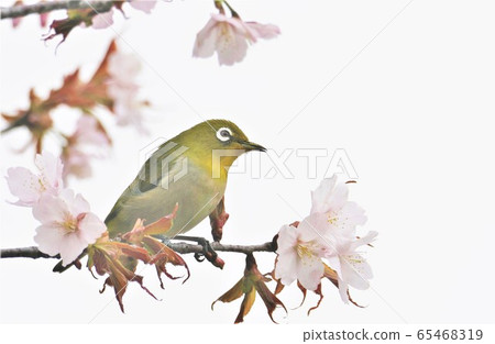 White-eye 3 White-eye 3 65468319