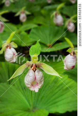 Cypripedium japonicum Thunb in full bloom 65468438