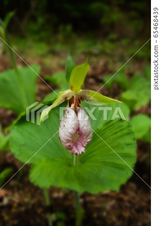Cypripedium japonicum Thunb in full bloom 65468439