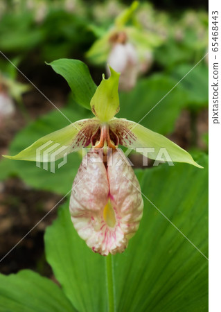 Cypripedium japonicum Thunb in full bloom 65468443