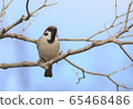 Sparrow 1 65468486