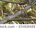 Thrush 65468488