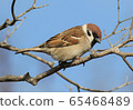 Sparrow 2 65468489