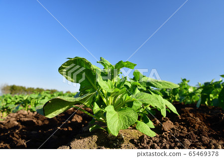Photographing the scenery of a potato field that grew up in the upland area in Kikyo-cho, Hakodate, Hokkaido in early summer Photographing the scenery of a potato field that grew up in the upland area in Kikyo-cho, Hakodate, Hokkaido in early summer 65469378