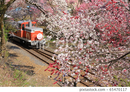 The area around Kobe Station surrounded by beautiful peach and cherry blossoms 65470117
