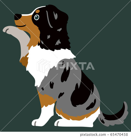 Australian Shepherd holding hands beside main line Australian Shepherd holding hands beside main line 65470438