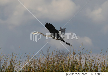 Oohara Oohara 65470439