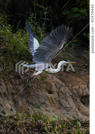 大藍鷺 65470448