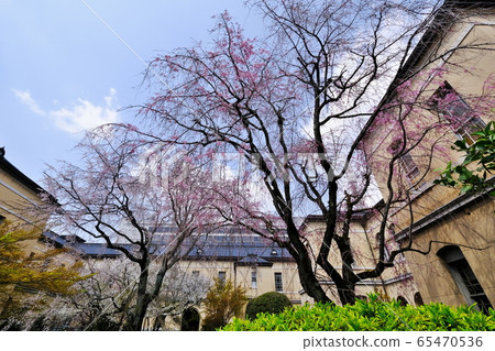 Cherry Blossoms	 65470536