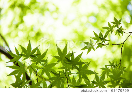 Fresh green maple 65470799