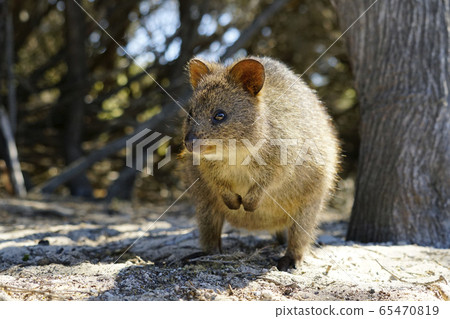 Quacker wallaby 65470819
