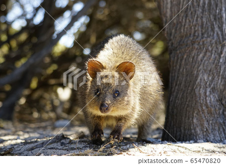 Quacker wallaby 65470820