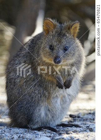 Quacker wallaby 65470821