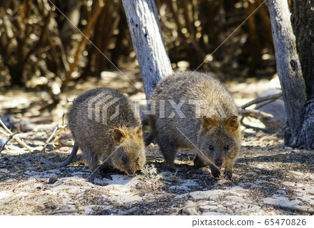 Quacker wallaby 65470826