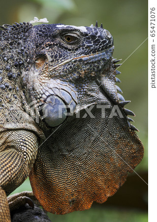 Green iguana 65471076