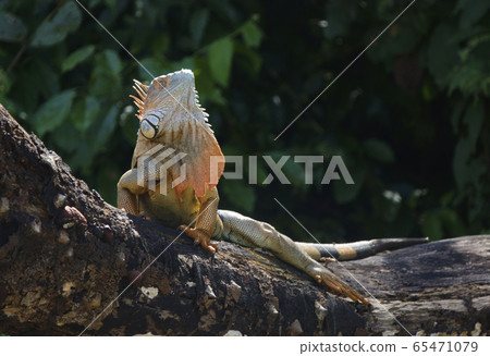 綠鬣蜥 65471079