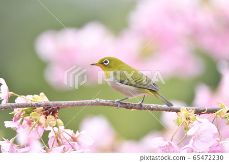 河津櫻花和mezzo 65472230