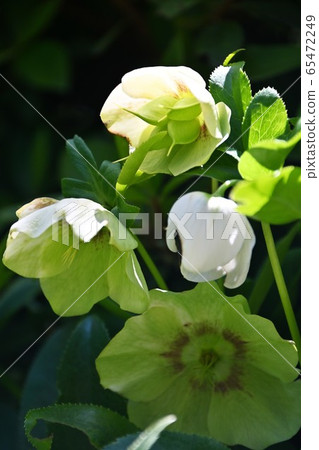 聖誕玫瑰鮮花 65472249