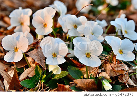 夕陽下的紫羅蘭 65472375