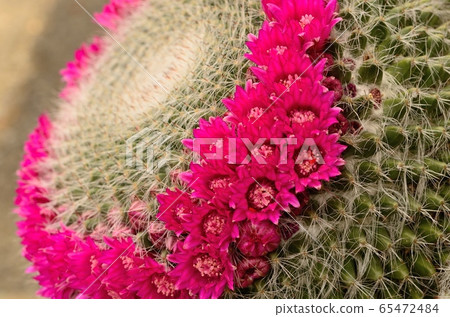 Cactus Flower (La Miralia) 200515pm12: 21 Cactus Flower (La Miralia) 200515pm12: 21 65472484