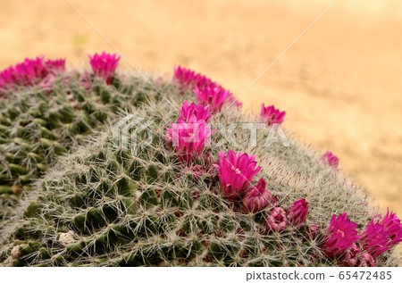 Cactus Flower (La Miralia) 200515pm12: 23 Cactus Flower (La Miralia) 200515pm12: 23 65472485