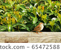 cute little birds sparrows sitting on wooden fence under bushes and green leaves. 65472588