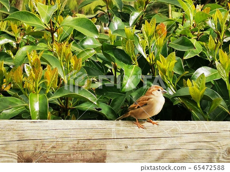 cute little birds sparrows sitting on wooden fence under bushes and green leaves. 65472588