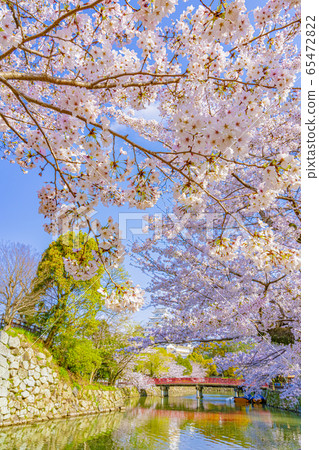 Himeji Castle in spring Himeji Castle in spring 65472822
