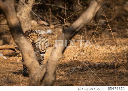 Huge male leopard or panther or panthera pardus fusca walking in jhalana forest reserve, jaipur, rajasthan, india 65472851