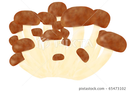 Beech Shimeji 65473102