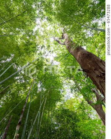 美麗的景色,在初夏的竹林新鮮的綠色和新芽和筍 美麗的景色,在初夏的竹林新鮮的綠色和新芽和筍 65473288