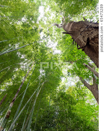 美麗的景色，在初夏的竹林新鮮的綠色和新芽和筍 65473289