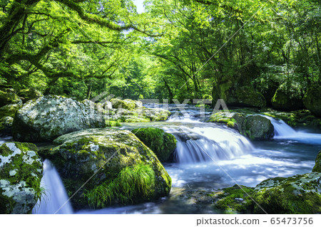 新鮮的綠色美麗的菊池谷 65473756