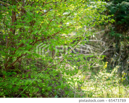 綠色的陽光 65473789