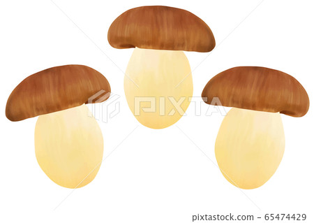 漢離褶傘菇 漢離褶傘菇 65474429