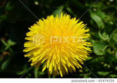 Dandelion flowers blooming on the roadside 65474539