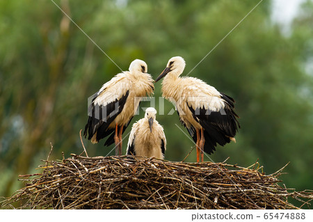 Three white stork chicks standing on nest and waiting in summer nature Three white stork chicks standing on nest and waiting in summer nature 65474888