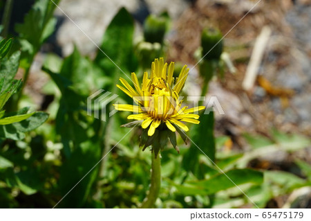 Dandelion flowers blooming on the roadside Dandelion flowers blooming on the roadside 65475179