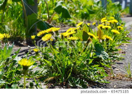 蒲公英的花開在路邊 蒲公英的花開在路邊 65475185