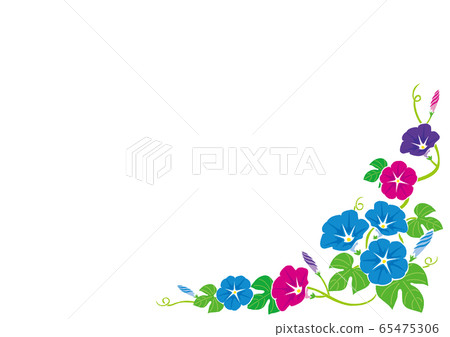 夏天框架/牽牛花的插圖 夏天框架/牽牛花的插圖 65475306