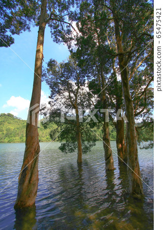 3 Aug 2008 the Hong Kong Shing Mun Country Park. 3 Aug 2008 the Hong Kong Shing Mun Country Park. 65475421