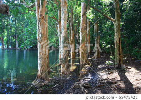 3 Aug 2008 the Hong Kong Shing Mun Country Park. 65475423