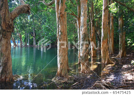 3 Aug 2008 the Hong Kong Shing Mun Country Park. 65475425