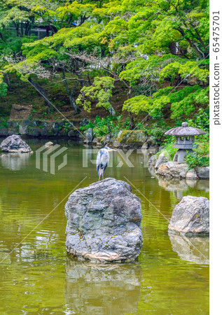 Maruyama Park Pond and Egret in Kyoto Maruyama Park Pond and Egret in Kyoto 65475701
