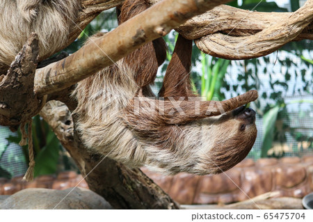 Sloth in the meal Sloth in the meal 65475704