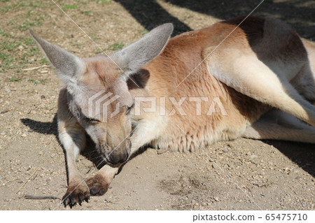 Loose kangaroo Loose kangaroo 65475710