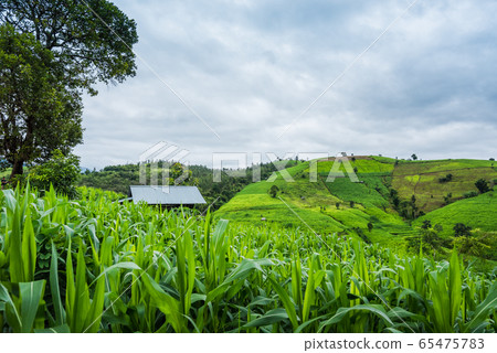 Corn farm plantation on hill landscape with Corn farm plantation on hill landscape with 65475783